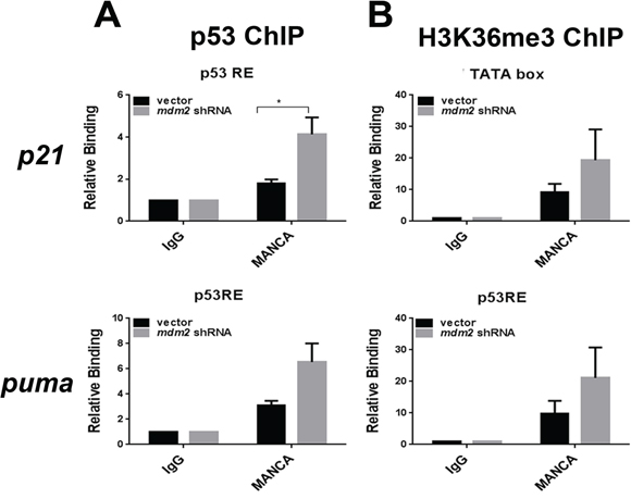 MDM2 knockdown in MANCA cells increases p53 recruitment without altering H3K36me3 at p53 target gene transcription start sites.