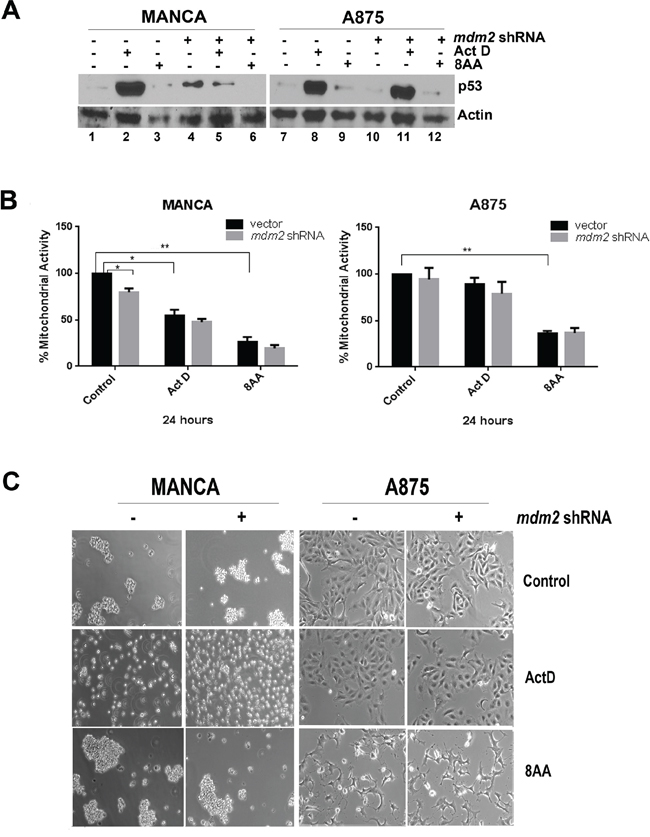 Chemoresistant G/G SNP309 cancer cells are sensitive to 8-amino-adenosine.