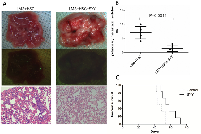 Reduced lung metastasis and prolonged survival were found in the orthotopic nude mouse models with cirrhosis background after treatment with SYY.