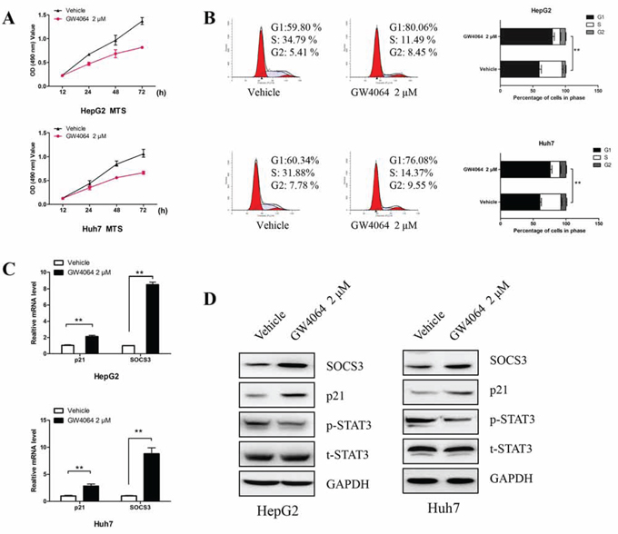 Activation of FXR in HCC cells inhibits cell growth, induces cell cycle arrest, up-regulates SOCS3 and p21, and represses STAT3 activation.