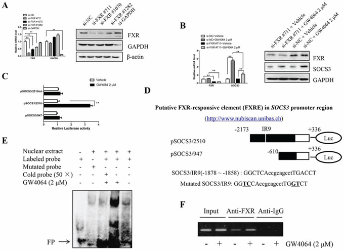 FXR binds to FXRE in human SOCS3 promoter region.