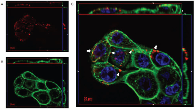 IgGH6 binds claudin3 on USPC-4 cell surface.