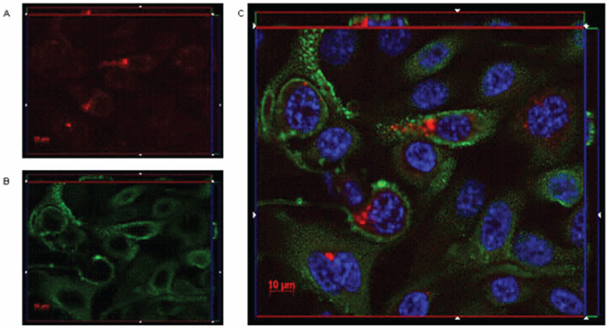 IgGH6 binds and internalizes claudin3 in OSPC-2 cells.