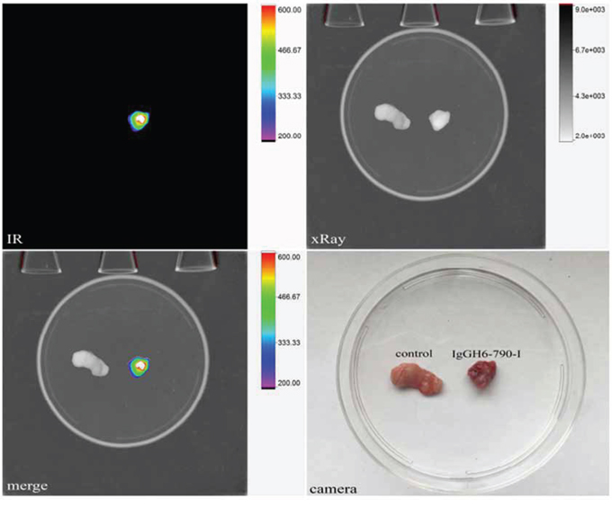 IgGH6&#x2013;790-I tumor binding capacity in vivo.