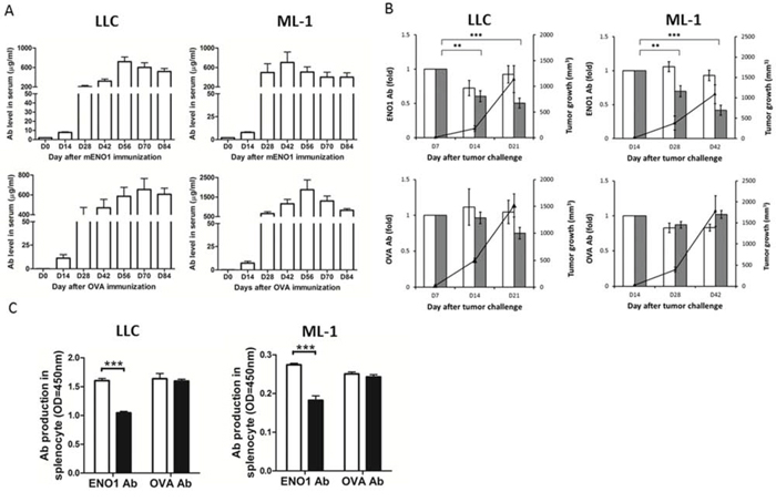 The impact of tumor growth on the Ab response against ENO1.