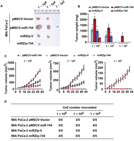 Upregulation of miR-744 promotes tumorigenicity of pancreatic cancer cells in vivo.