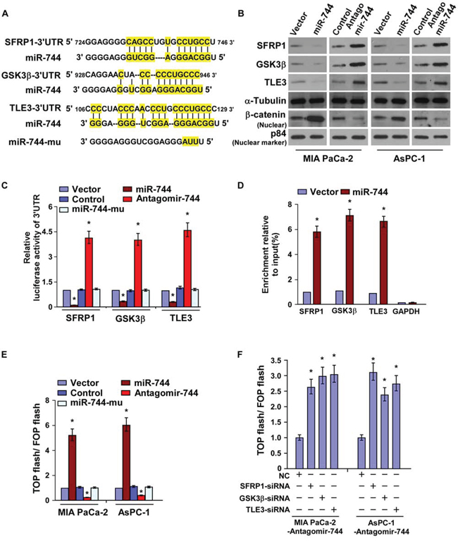 MiR-744 directly targets SFRP1, GSK3&#x03B2; and TLE3.