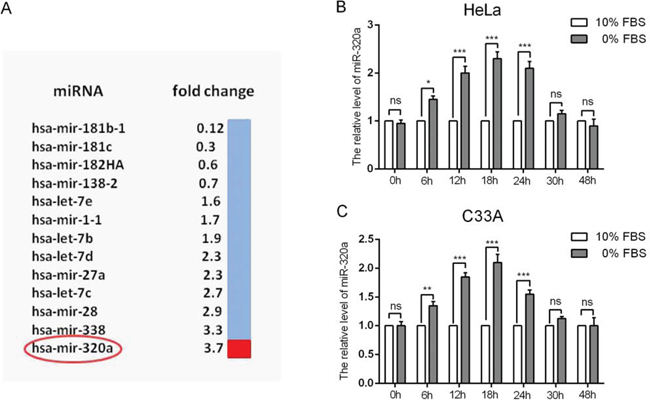 Differential expression of miRNAs and the upregulation of miR-320a in cervical cancer cells during serum starvation.