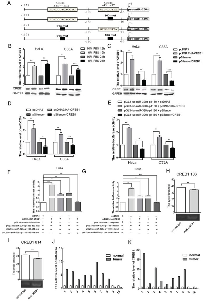 CREB1 induces miR-320a expression during serum starvation.