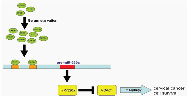 Pathway of CREB1-driven expression of miR-320a-induced mitophagy.
