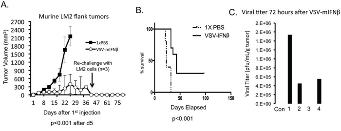 VSV-mIFN&#x03B2; treatment of LM2 in immune competent A/J mice.