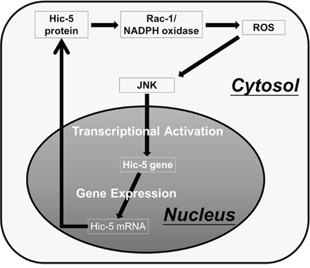 Proposed model for Hic-5-mediated sustained ROS-JNK signaling.