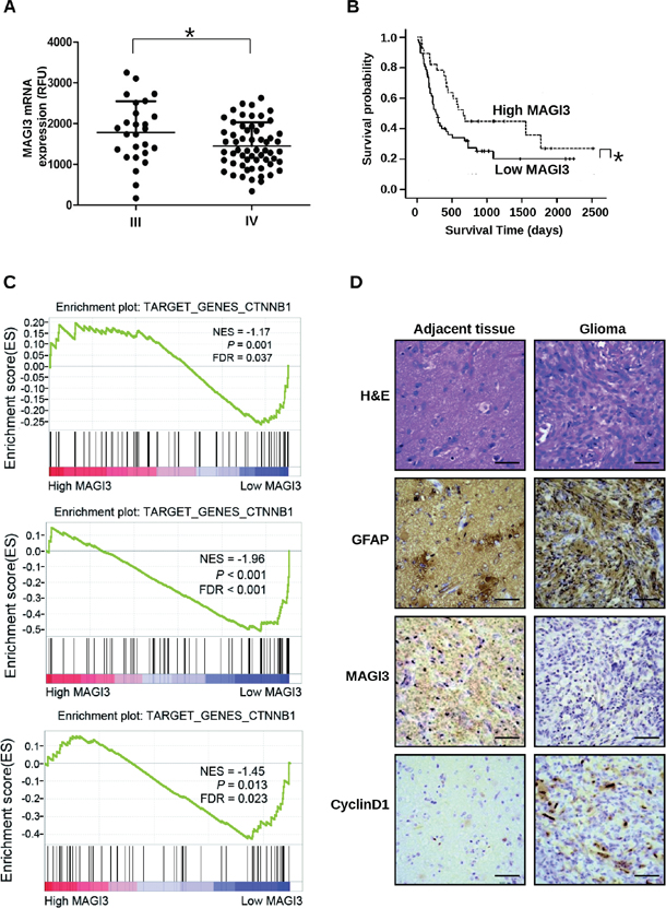 MAGI3 expression is negatively associated with tumor grade, poor prognosis, and activation of Wnt/&#x03B2;-catenin signaling.