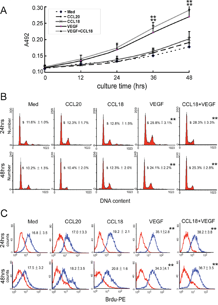 CCL18 promoted HUVEC angiogenesis without enhancing proliferation.