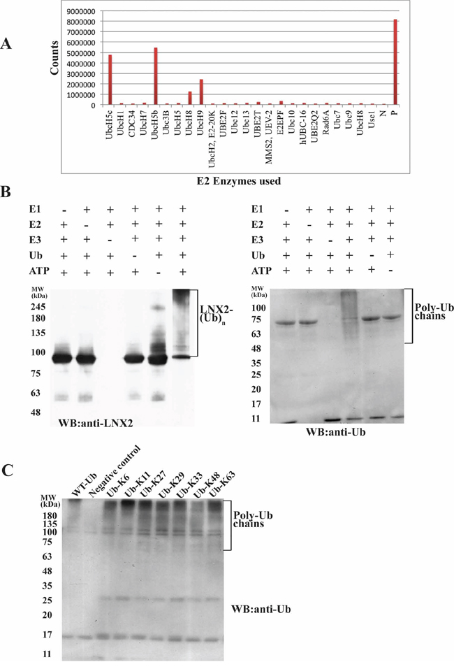 Identification of E2 for FL-LNX2 using E2 profiling and its autoubiquitination activity.