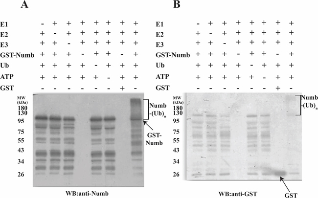 Polyubiquitination of Human Numb by LNX2.