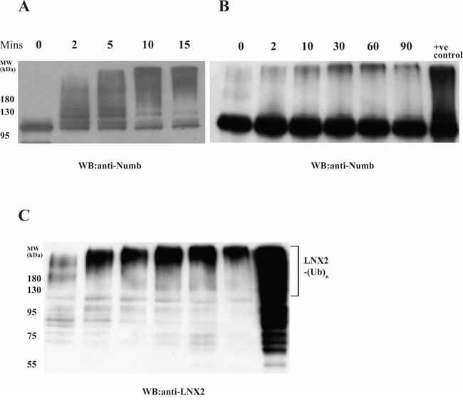 Effect of autoubiquitination of LNX2 on Numb ubiquitination.