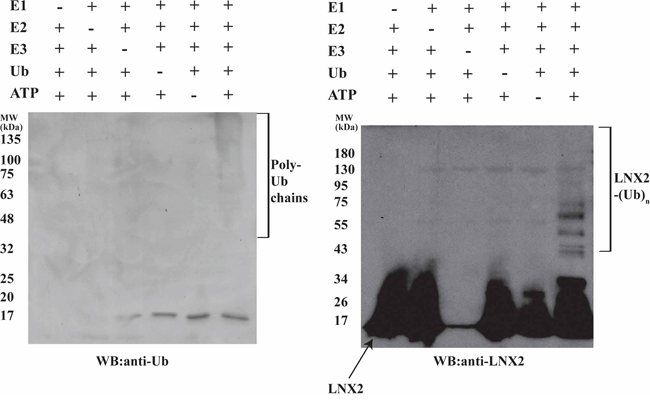 Autoubiquitination of Zn-RING-Zn domain of LNX2.