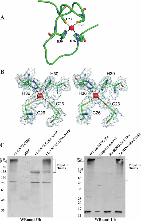 A novel Zn finger motif in the Zn-RING-Zn domain of LNX2.