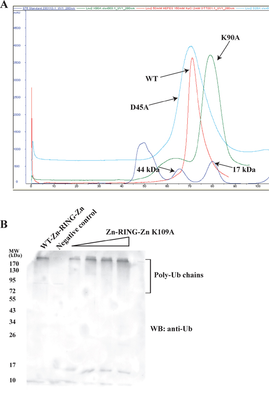 Dimer-disrupted mutant Lys109Ala and its effect on activity of Zn-RING-Zn domain.
