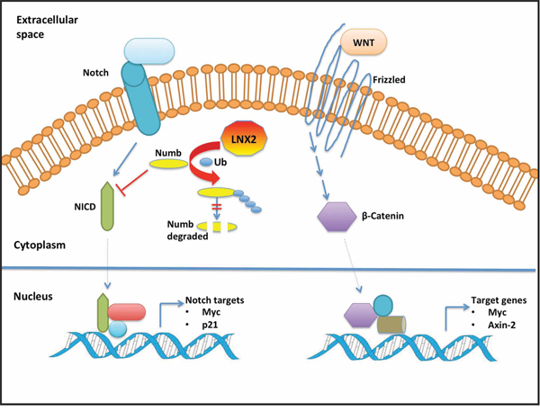 Schematic model of the cross-talk between LNX2 and WNT/NOTCH pathways.