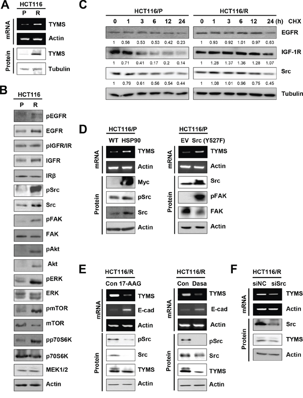 Activation of the HSP90-mediated Src signaling, contributing to increase in TYMS expression.