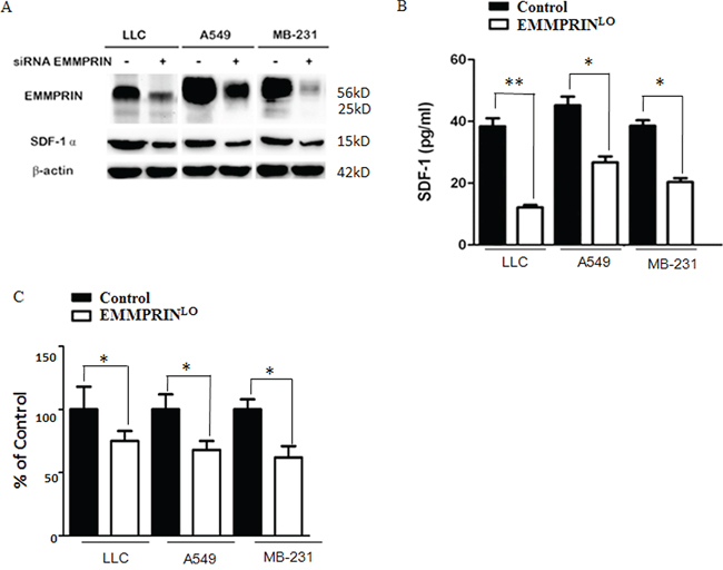 EMMPRIN controls the expression and secretion of SDF-1.