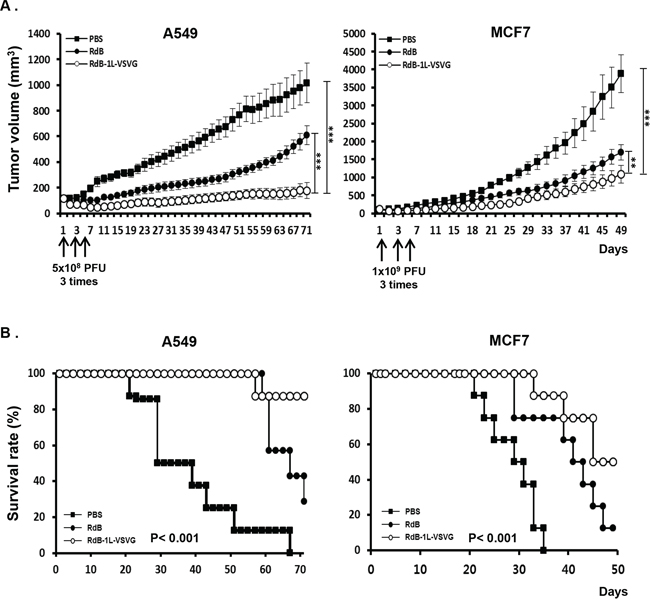 Anti-tumor effect and survival rate of oncolytic Ads in tumor xenograft model.