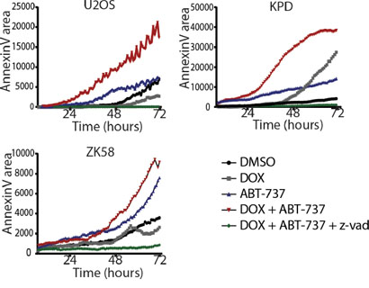 Inhibition of Bcl-xL in combination with doxorubicin leads to enhanced apoptosis.