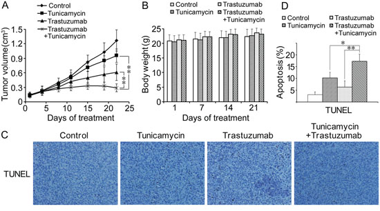 Antitumor effects of combined treatment of trastuzumab with tunicamycin in the nude mice xenograft model.