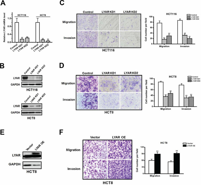 LYAR promotes colorectal cancer cell migration and invasion.