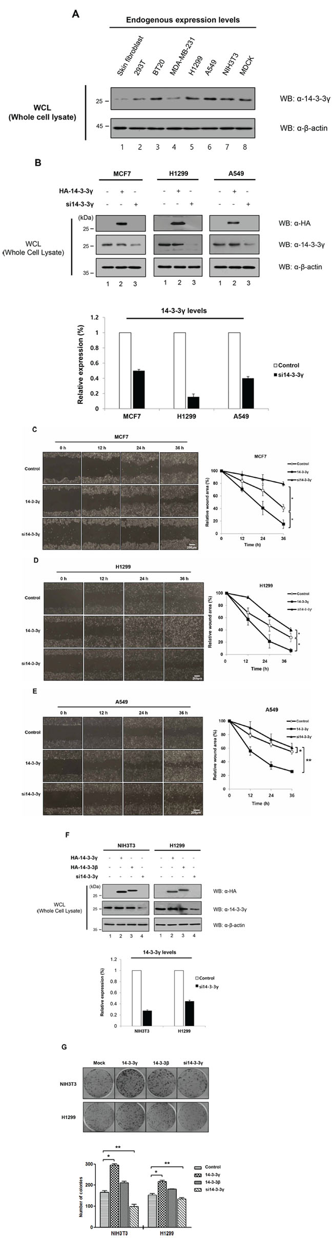 Promotion of cell proliferation by overexpression of 14-3-3&#x03B3; in cancer cells.