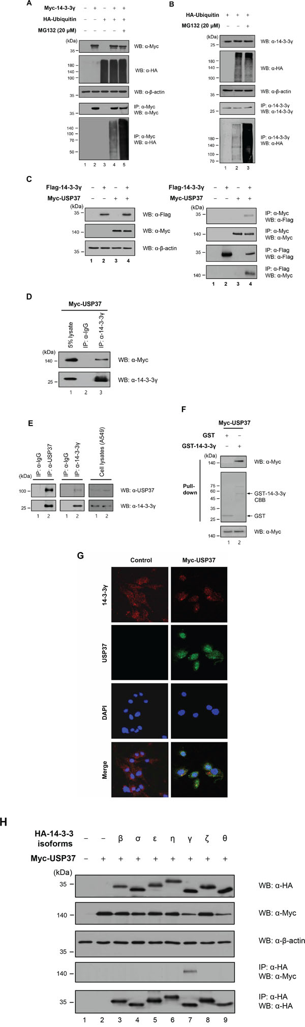 14-3-3&#x03B3; undergoes polyubiquitination and directly binds to USP37.