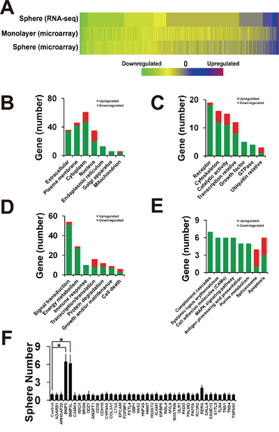 Inhibition of BMK1 pathway suppressed cancer stem cells through BNIP3 and BNIP3L.