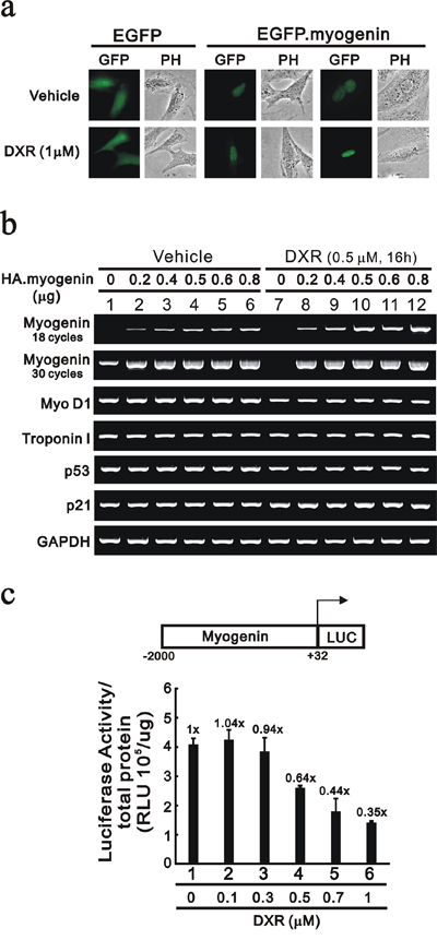 DXR suppresses myogenin promoter activity in H9c2 cells.