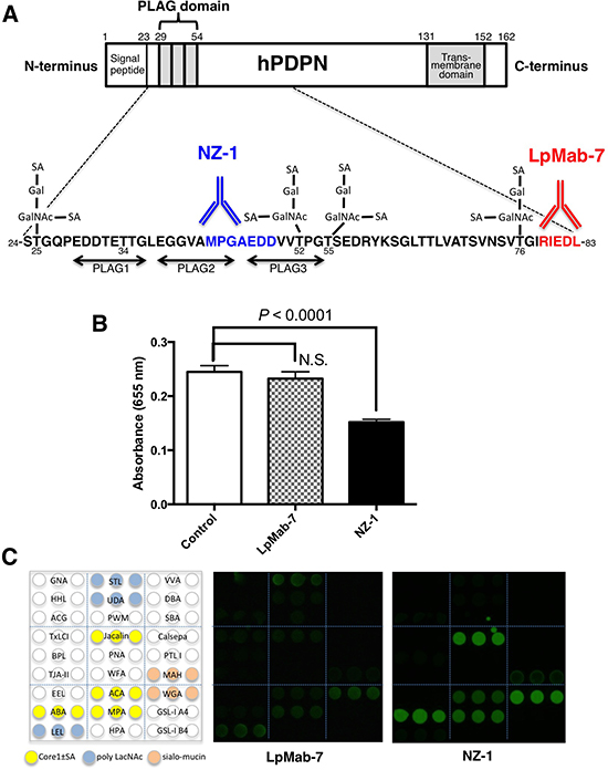 Characterization of the LpMab-7 epitope.