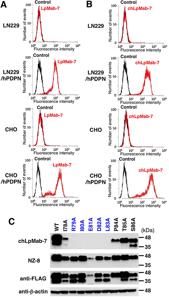 Flow cytometry of hPDPN-transfected cells using anti-hPDPN antibodies LpMab-7 and chLpMab-7.