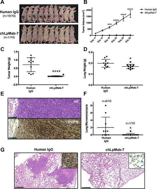 Anti-tumor effect of chLpMab-7 on primary tumor development and spontaneous lung metastasis in nude mice inoculated with hPDPN-expressing cells.