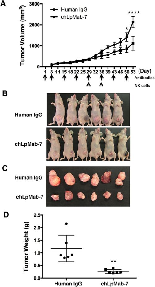 Anti-tumor effect of chLpMab-7 against PC-10 xenografts.