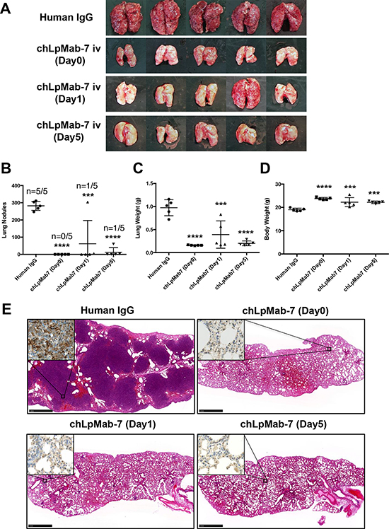Suppression of experimental lung metastasis by chLpMab-7.