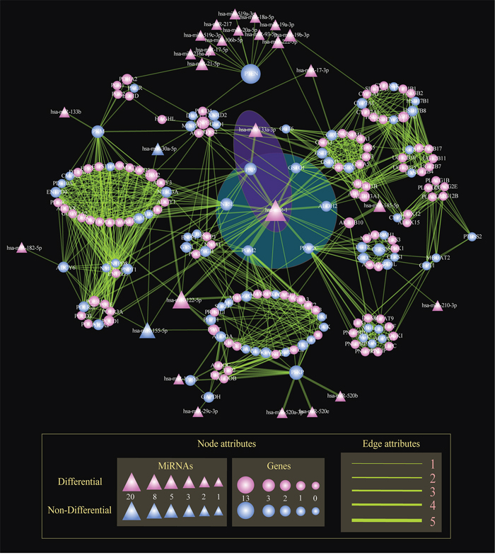 The global regulatory network of miRNAs in STAD.