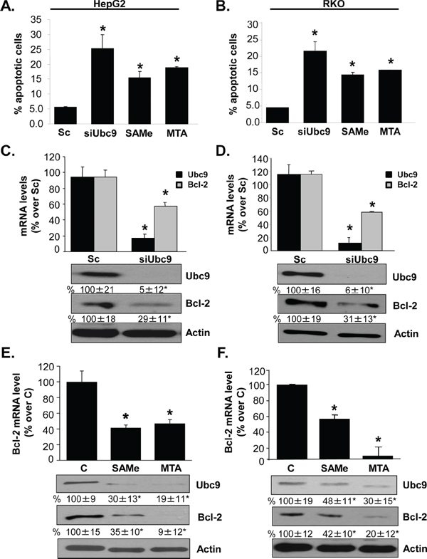 Ubc9 knockdown, SAMe and MTA treatment induce apoptosis and lower Bcl-2 expression in HepG2 and RKO cells.