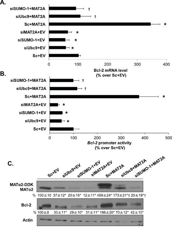 MAT2A and sumoylation machinery regulate Bcl-2 expression in HepG2 cells.
