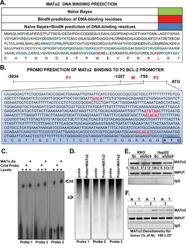 MAT&#x03B1;2 binds to predicted Bcl-2 P2 promoter elements.