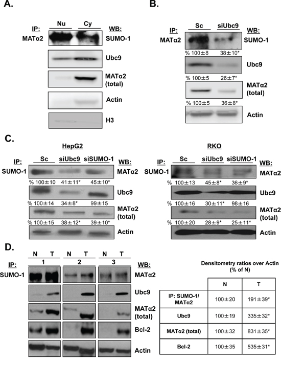 MAT&#x03B1;2 is sumoylated in HepG2 and RKO cells and human colon cancers.