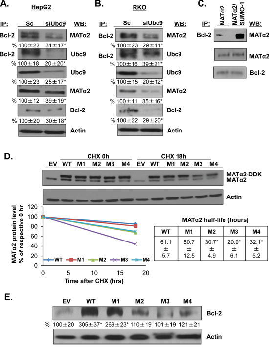 MAT&#x03B1;2 directly interacts with Bcl-2 and mutation at MAT&#x03B1;2 SUMO-binding sites affects MAT&#x03B1;2 stability and Bcl-2 protein level.