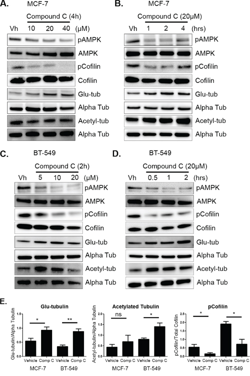 AMPK inhibition increases cofilin activation and microtubule stability.