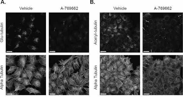 A-769662 does not change glu-tubulin or acetylated tubulin in MCF-7 cells.