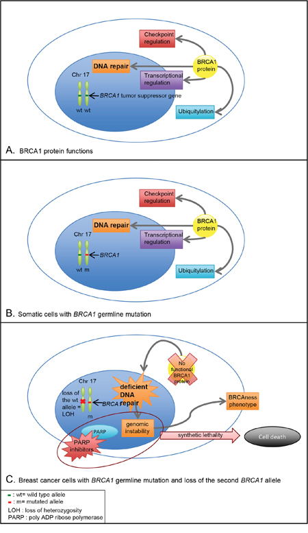 BRCA1 function and consequences of BRCA1 germline mutation in somatic cells and breast cancer cells.