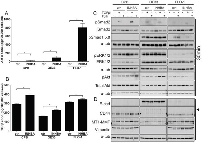 Overexpression of INHBA in esophageal model cell lines results in cell type specific alterations of canonical and non-canonical pathways.